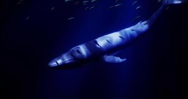 CGI Majestic whale glides through deep ocean waters surrounded by fish video