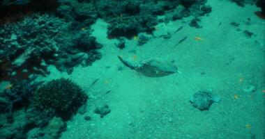 CGI Underwater view of a ray gliding above sandy ocean floor during daytime video