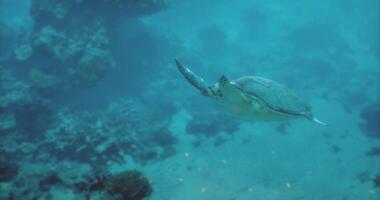 CGI Swimming turtle gliding through clear ocean waters near coral reefs video