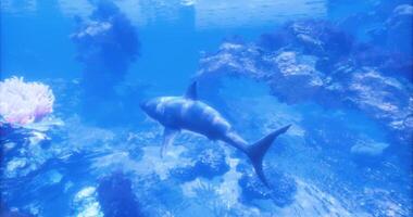 CGI Shark swimming gracefully through vibrant coral reef ecosystem video