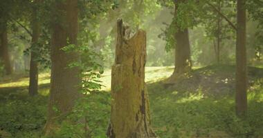 CGI Tall tree stump surrounded by lush greenery in a serene forest setting video