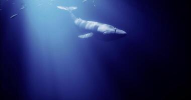 CGI Whale swimming gracefully in deep ocean water illuminated by sunlight video