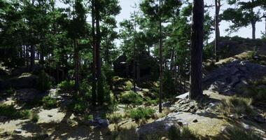 CGI Scenic forest landscape with tall trees and rocky terrain in daylight video