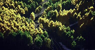 CGI Winding path through vibrant autumn forest with golden and green foliage video
