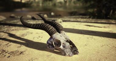 CGI A weathered animal skull with long, curled horns is situated on a sandy surface video