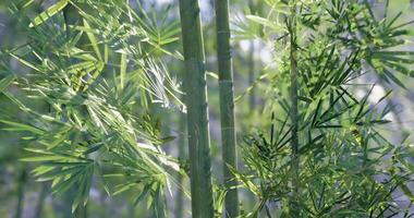 CGI Lush green bamboo leaves illuminated by soft sunlight in a serene setting video