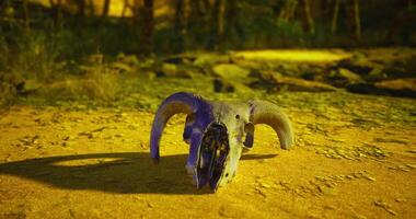 CGI Animal skull resting on a sandy ground in a sunlit forest setting video
