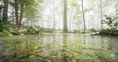 CGI Sunlight filters through a dense forest, creating a serene atmosphere video