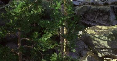 CGI Mountain landscape featuring tall trees and rocky formations in sunlight video