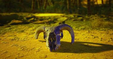 CGI Unique ram skull found on the sandy ground during golden hour exploration video