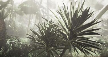CGI Lush green jungle with striking plants illuminated by soft sunlight video