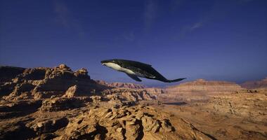 CGI Humpback whale soaring majestically over desert landscape at sunset video