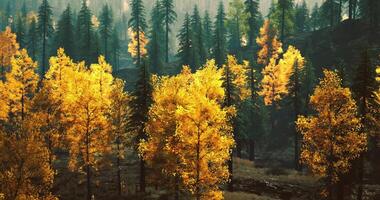 CGI Vibrant autumn colors in a serene forest landscape with tall trees video