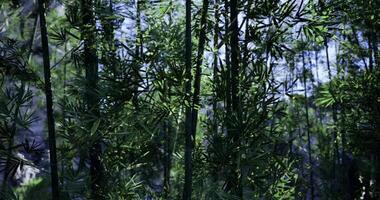 CGI Lush greenery fills the view in a dense bamboo forest during daylight video