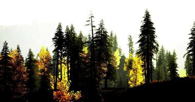 CGI Forest landscape with golden foliage and tall trees in serene light video
