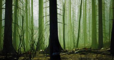 CGI Mysterious forest landscape with tall trees and misty atmosphere at dawn video