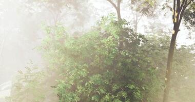 CGI Lush green foliage blanketed in soft mist in a serene forest setting video