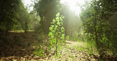 CGI Sunlight filtering through trees illuminates a small plant in a forest video
