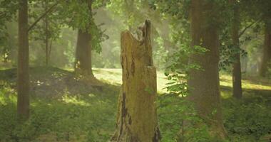 CGI Moss covered tree stump in a serene forest during midday sunlight video