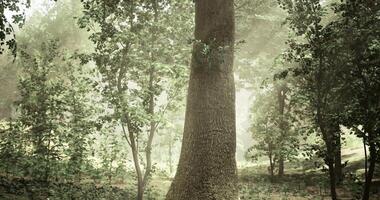 CGI Majestic tree stands tall amidst lush forest in soft morning light video