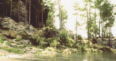 CGI A peaceful forest scene features tall trees surrounding calm water video