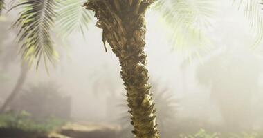 CGI Dense palm tree stands tall in a misty tropical forest during early morning video