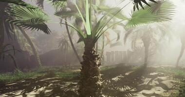 CGI Lush palm trees in misty tropical landscape create serene atmosphere video
