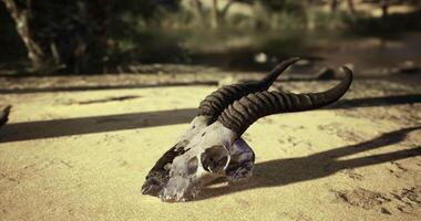 CGI Animal skull rests in sandy desert at dusk near sparse vegetation video
