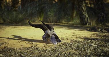 CGI Horned skull resting on arid ground in a desert landscape during daylight video