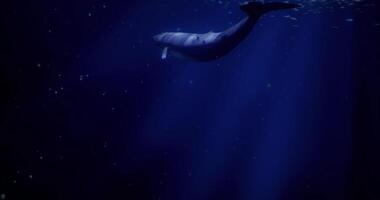 CGI Whale swimming gracefully in dark ocean waters illuminated by soft light video