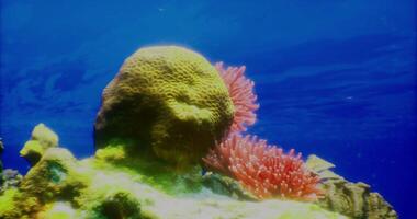 CGI Coral reef teeming with life under the clear blue ocean on a sunny day video