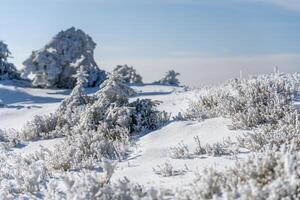 A pristine snowy landscape dotted with frosted trees and shrubs. The sun shines brightly, illuminating the serene winter scene, creating a tranquil atmosphere perfect for outdoor activities. photo