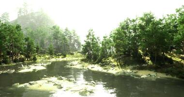 CGI Lush green forest landscape with a tranquil river during bright daylight hours video