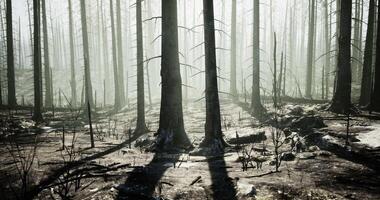 CGI Forest landscape showing aftermath of wildfires with burnt trees and fog video