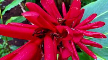 A red flower with many bees on it photo