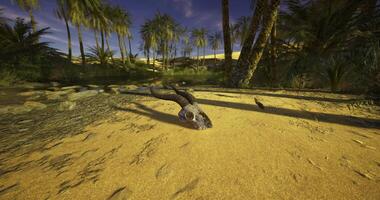 CGI Desert landscape features a skull and palm trees under a clear sky video