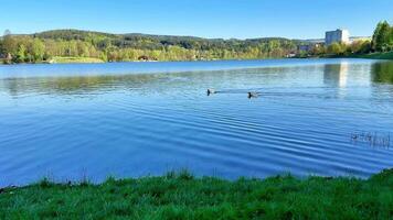 A serene scene unfolds as two ducks glide across a tranquil lake under the sun, with majestic mountains enhancing the peaceful atmosphere photo