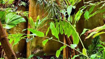 A jungle with lots of plants and trees photo