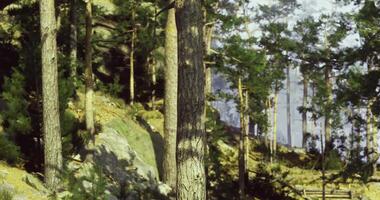 CGI Tranquil forest landscape with tall trees and sunlight filtering through leaves video