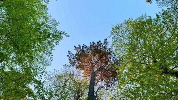 A view up into the canopy of a forest photo