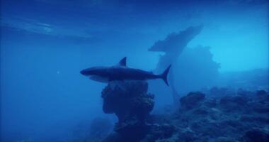 CGI Shark swimming gracefully near underwater rocks in a tranquil ocean setting video