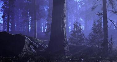CGI Twilight envelops a dense forest, where tall trees loom shrouded in mist video