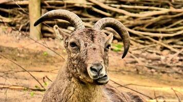 A goat with long horns standing in the dirt photo