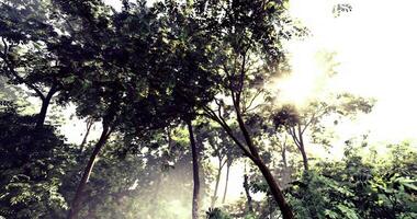 CGI Sunlight filters through dense trees in a lush tropical forest setting video