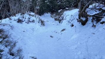 A serene and beautiful snowy path is winding its way through the trees, making it perfect for winter hiking photo