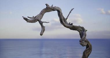 CGI Twisted driftwood on the shoreline against a tranquil ocean backdrop video