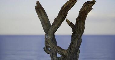 CGI Unique driftwood sculpture stands against the serene ocean backdrop video