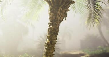 CGI Palm tree stands tall in misty tropical setting during early morning hours video