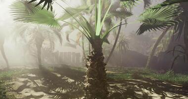 CGI Palm tree in foggy tropical setting with lush vegetation and shadows video