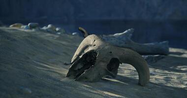 CGI Unique elephant skull found on a sandy riverbank during twilight video